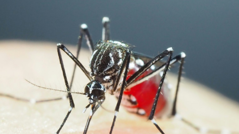 Dengue, Zika, chikungunya: vers une "augmentation des cas" en France