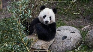 A Copenhague, le zoo se creuse la tête pour faire s'accoupler les pandas