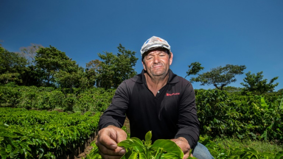 Costa Rica: innovation et technologies dans les plantations de café face au déclin des précipitations