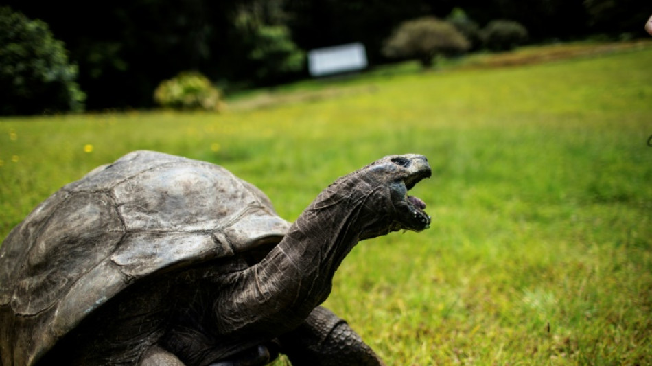 Jonathan, la plus vieille tortue du monde, fête ses 190 ans