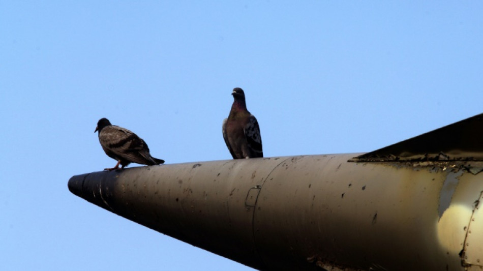 Respirar por el ano o palomas para guiar misiles: estudios que merecieron el "anti-Nobel"