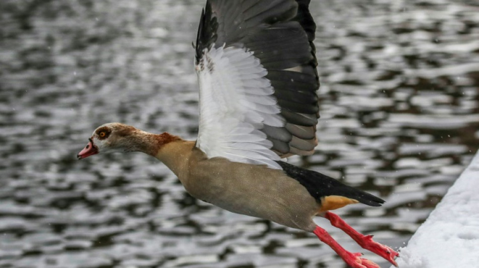 Anwohner und Polizei gehen in Kassel auf Gänsejagd