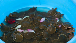 Hundreds of endangered baby giant turtles released into Cambodian river