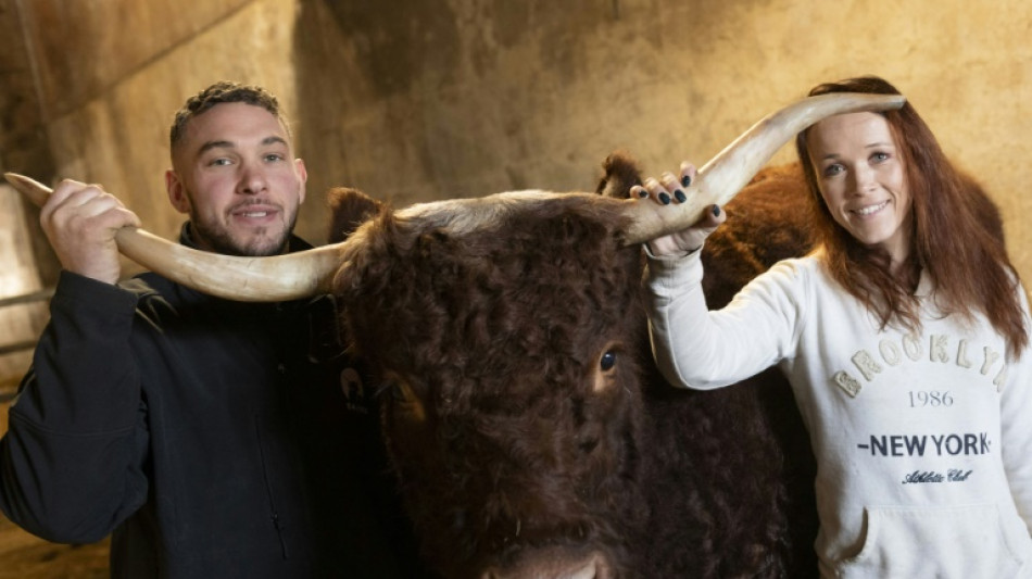 Ovalie, vache égérie, s'apprête à jouer les stars au salon de l'Agriculture