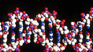 Completato il Dna della prima cellula sintetica di lievito