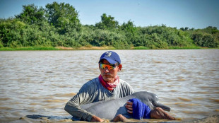 Two endangered pink dolphins rescued from shallow Colombia river