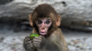 Cientistas questionam o 'teorema do macaco infinito'