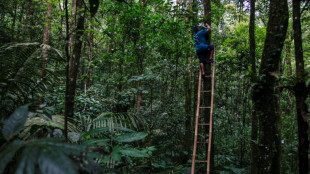 'Crowns of the forest': Indonesian helps orchids bloom again