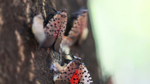 La Lycorma delicatula, un insecto invasor que amenaza los cultivos en EEUU