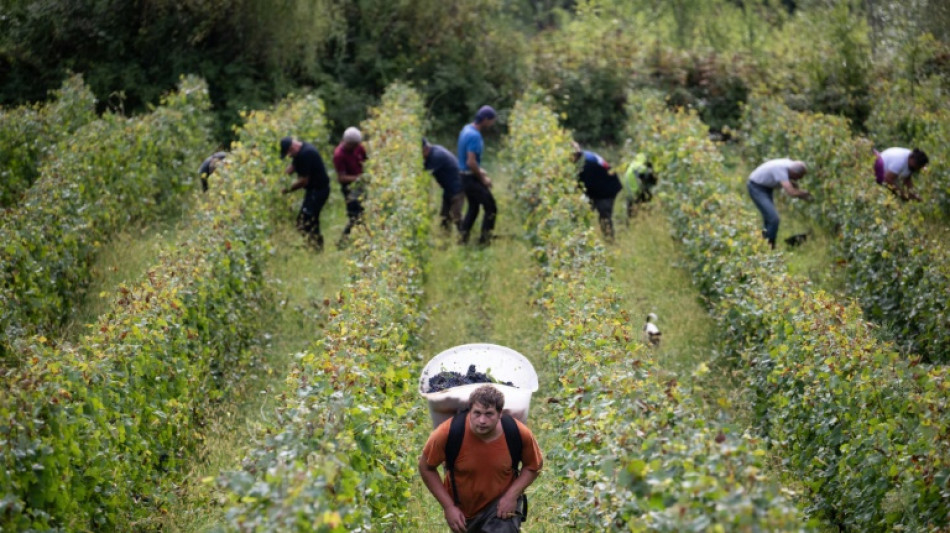 'Historic': Bad weather slashes wine harvest in France's Jura