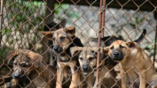 Veterinäramt nimmt Frau aus Niedersachsen wegen Mängeln bei Haltung 75 Hunde weg