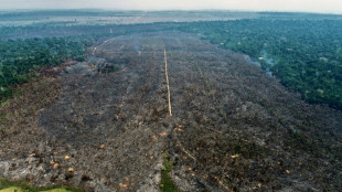 Amazonie brésilienne: un incendie criminel réduit en cendres un projet de reforestation