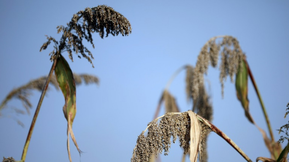 El sorgo, con fama de adaptarse al cambio climático, sufre por la sequía