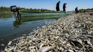 Dead fish wash up on riverbank in drought-hit Iraq