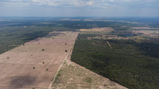 La planète a perdu un terrain de football de forêt vierge toutes les 5 secondes