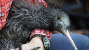 New Zealand fights to save its flightless national bird