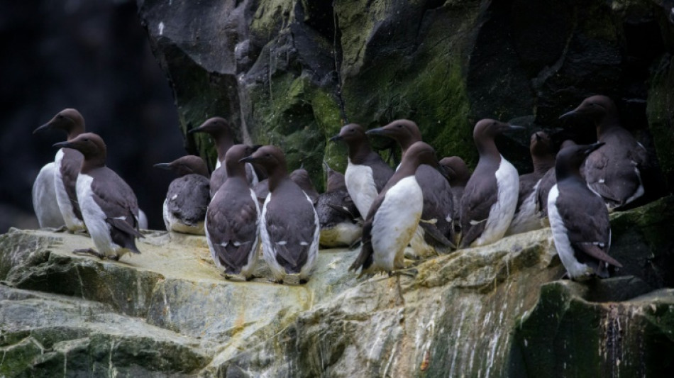 Una sola ola de calor mató millones de aves marinas en Alaska