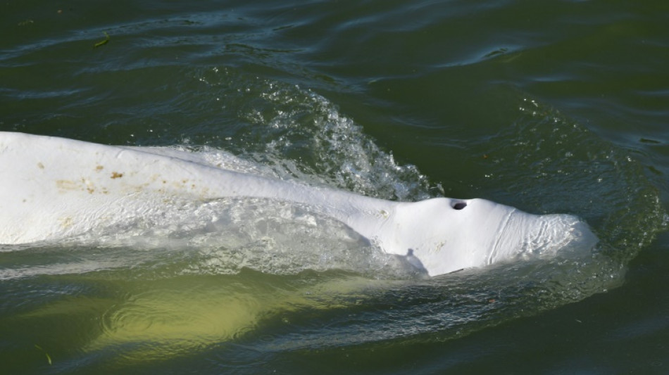 Les espoirs de sauver le béluga égaré dans la Seine s'amenuisent