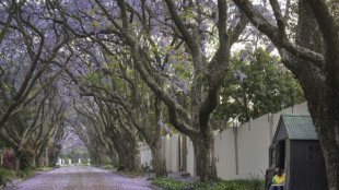 Jacarandás en flor, un legado japonés que adorna la capital de México