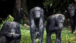 Retraite aux petits soins pour chimpanzés de laboratoire au Liberia