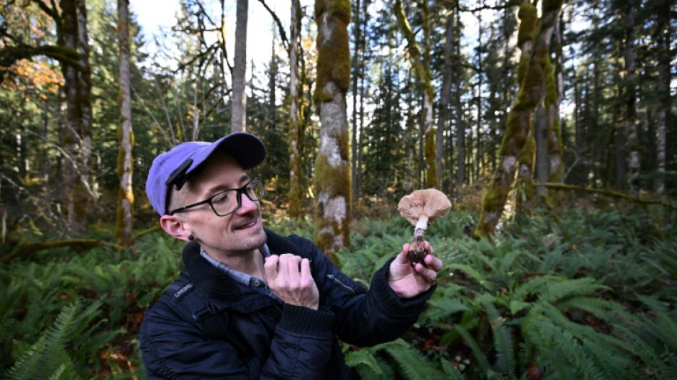 Les champignons, essentiels pour la biodiversité, à la recherche de reconnaissance