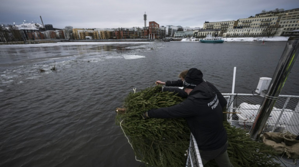 En Suède, les sapins de Noël offerts aux poissons