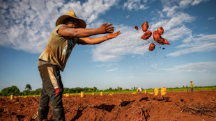 Em Cuba, cada vez mais alimentos importados que cultivados