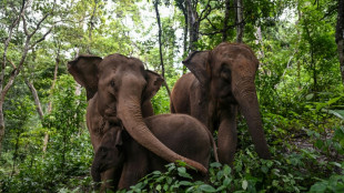 Les deux-tiers de l'habitat des éléphants d'Asie détruits en trois siècles