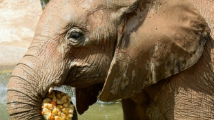 Organisation: Tausende Verstöße gegen Tierschutzregeln in europäischen Zoos