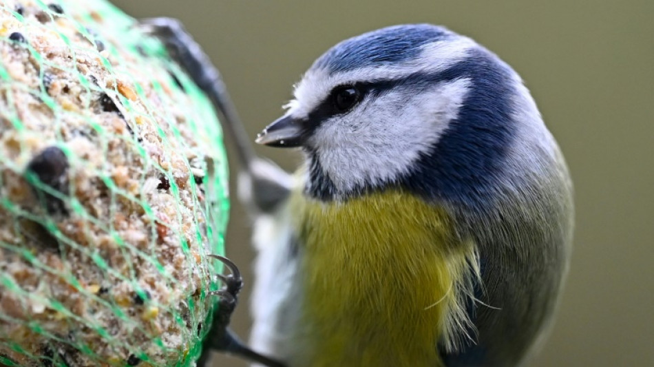 Umweltschützer rufen ab Donnerstag wieder zu Zählung von Gartenvögeln auf